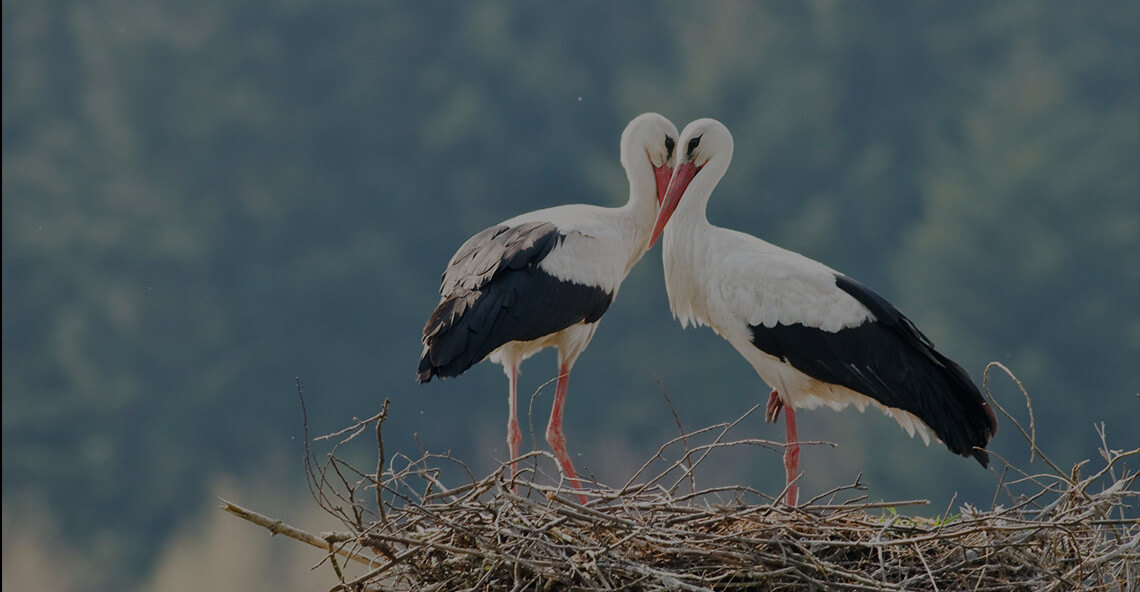 Storks – bociany
